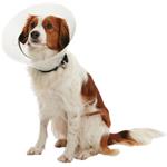 Buster Límec ochranný plastový Clic Collar 7,5cm