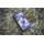EVOLVEO StrongPhone G4