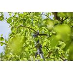 Gardena 14774-55 akumulátorové teleskopické vyvětvovací nůžkyEasyCut 250/18V P4A bez akumulátoru