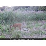 OXE Gepard II + 32GB SD karta zdarma