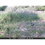 OXE Gepard II + 32GB SD karta zdarma