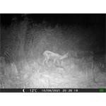 OXE Gepard II + 32GB SD karta zdarma