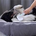 PiddiPet IonBrush