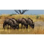 Planet Zoo Grasslands Animal Pack