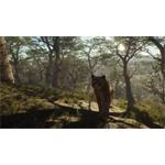 theHunter Call of the Wild Parque Fernando