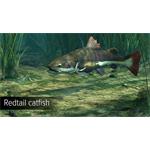 Ultimate Fishing Simulator Amazon River