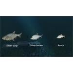Ultimate Fishing Simulator New Fish Species
